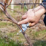 Як обрізати виноград восени: повний гід для щедрого врожаю