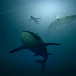 Знахідка чекала під камінням мільйони років: хлопчик дістав зуб мегалодона