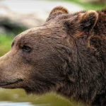 Величезні сліди серед згарища: у Чорнобильській зоні знову з’явився бурий ведмідь
